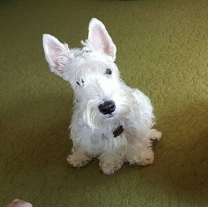 Meet your Posher, Nancy